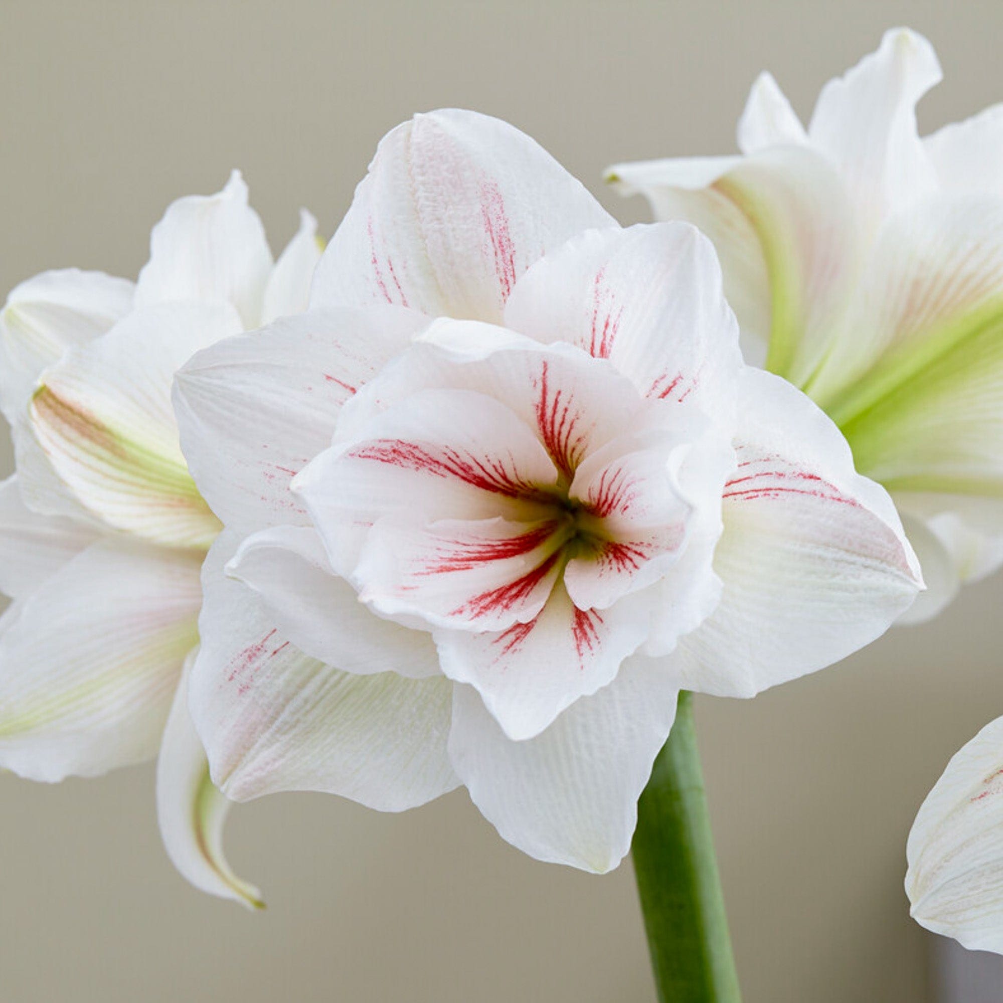 Amaryllis 'Aquaro'